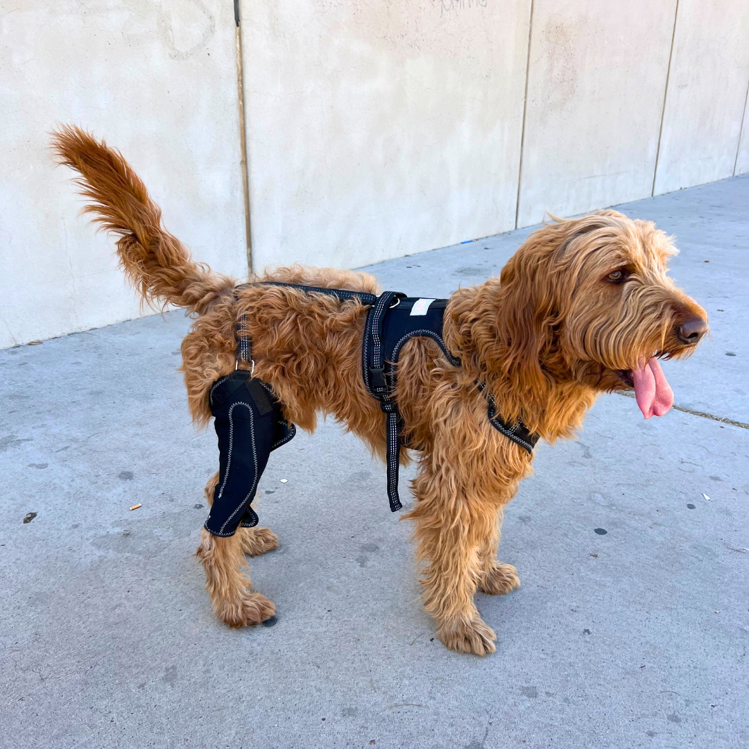 Pawsome Knee Brace for Dogs